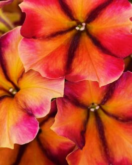 Mounding Petunia – Tiki Torch