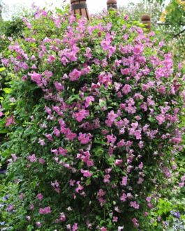 Clemantis – Pink Mink – Proven Winner