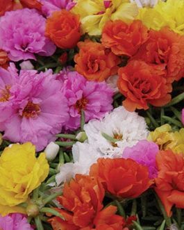 Hybrid Portulaca Annual- 16″ Fiber Tub