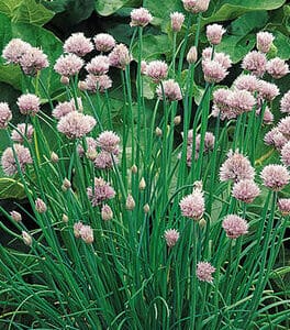 Chives