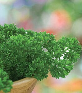 Parsley – Curled Leaf