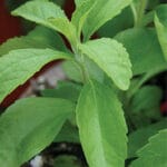 Stevia
