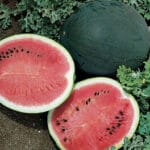 Watermelon - Bush Variety