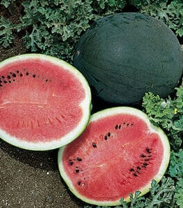 Watermelon – Bush Variety