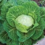 Cabbage - Early