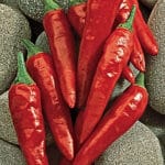 Anaheim - Hot Pepper