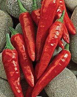 Anaheim – Hot Pepper