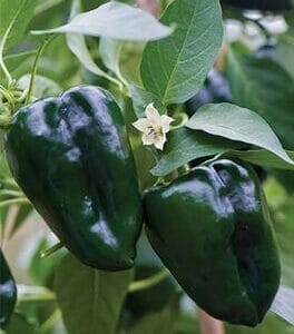 Ancho/Poblano – Hot Pepper