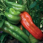 Giant Marconi Sweet Bell Pepper