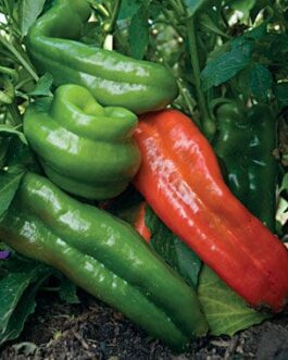 Giant Marconi Sweet Bell Pepper