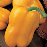 Yellow Sweet Bell Pepper