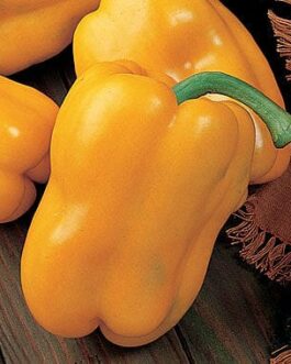 Yellow Sweet Bell Pepper