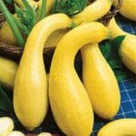 Squash - Yellow Crockneck