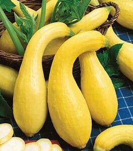 Squash – Yellow Crockneck