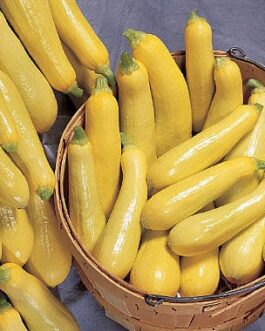 Squash – Yellow Straightneck