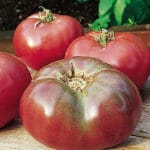Cherokee Purple - Tomato