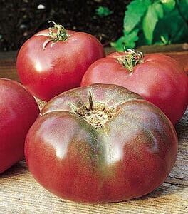 Cherokee Purple – Tomato