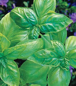 Basil