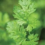 Cilantro