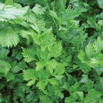 Parsley - Regular Leaf
