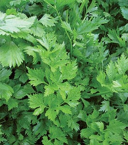 Parsley – Regular Leaf