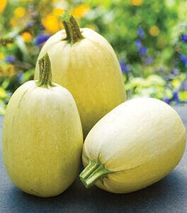 Squash – Spaghetti