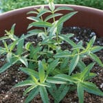 Lemon Verbena
