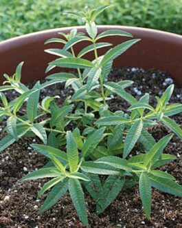 Lemon Verbena