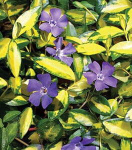 Vinca Vine