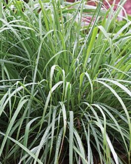 Lemon Grass