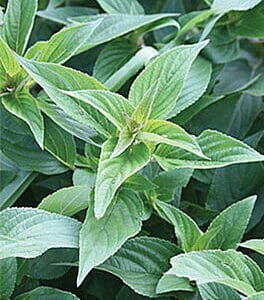 Pineapple Sage