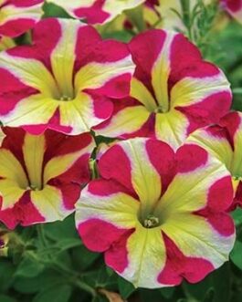 Mounding Petunia – Queen of Hearts