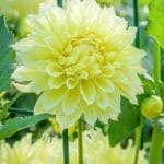 Dahlia - Yellow