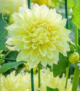 Dahlia – Yellow