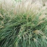 Miscanthus Siberfeder