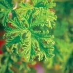 Mosquito Geranium- Citronella