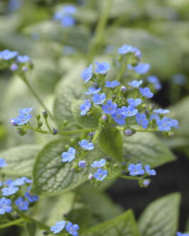 Brunnera – Seaheart