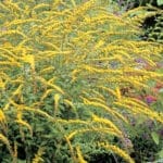 Solidago Fireworks