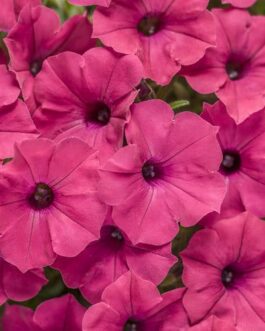 Supertunia – Trailing Petunia – Fuschia