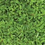 Sweet Marjoram