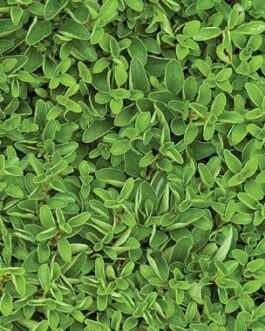 Sweet Marjoram