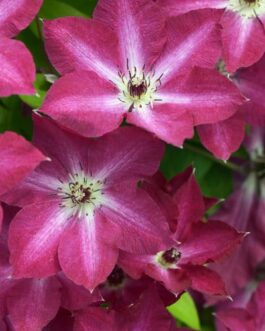 Clemantis- Polonia – Proven Winner