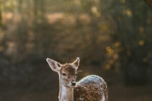 Read more about the article Voluptatem aperiam debitis facilis ex eveniet quibusdam