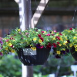 12" Basket-Calibrachoas  Lemon Slice