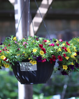 12″ Basket-Calibrachoas  Lemon Slice