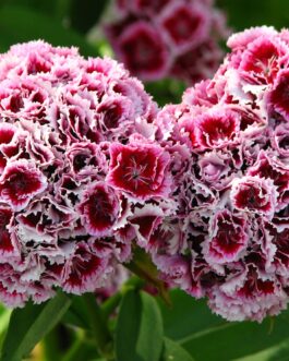 Dianthus