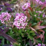 Lobularia - Purple