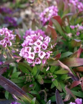 Lobularia – Purple