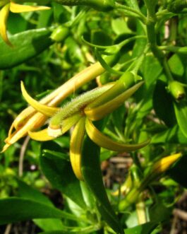 Scaevola (Scarola) – Suntastic