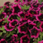 Calibachoas - ( Proven Winner Superbells)- Black Currant